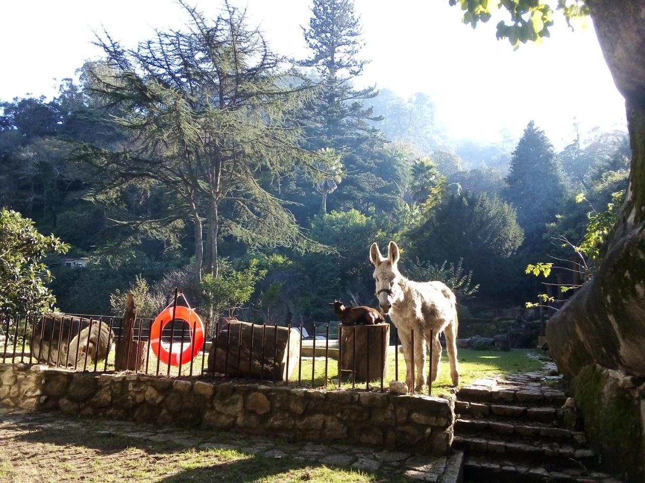 Quinta Do Castanheiro Hotel Sintra Exterior photo